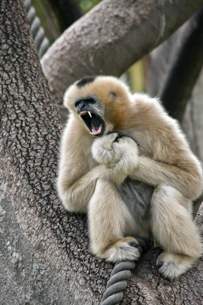 Beyaz Yanaklı Gibbon Bileğini Incitmiş Gibi Acı Çığlık Atıyor — Stok fotoğraf