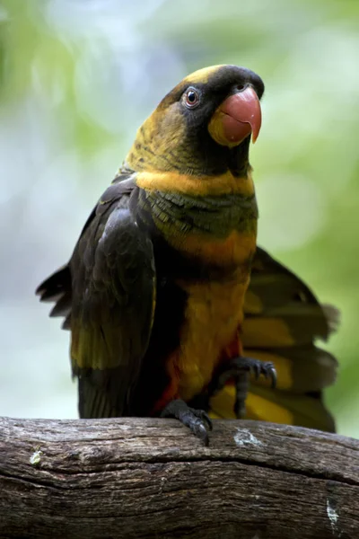 Die Dämmerige Lory Breitet Ihre Flügel Aus — Stockfoto