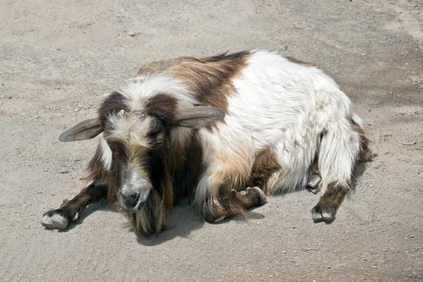 Jeune Chèvre Repose Sur Gravier — Photo