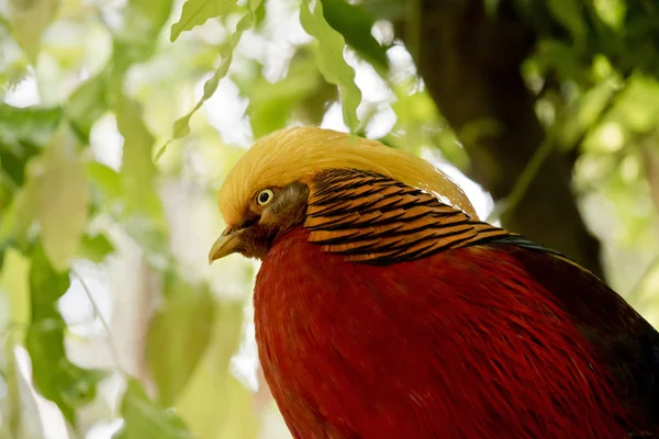 Golden Pheasant Yakın — Stok fotoğraf