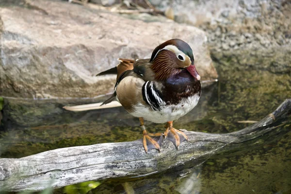 Mandarin Est Debout Sur Tronc — Photo