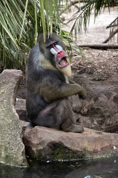 Vieux Mandrill Est Assis Sur Bord Eau — Photo