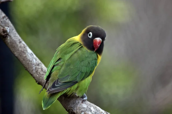 Pombo Amor Mascarado Está Empoleirado Uma Árvore — Fotografia de Stock