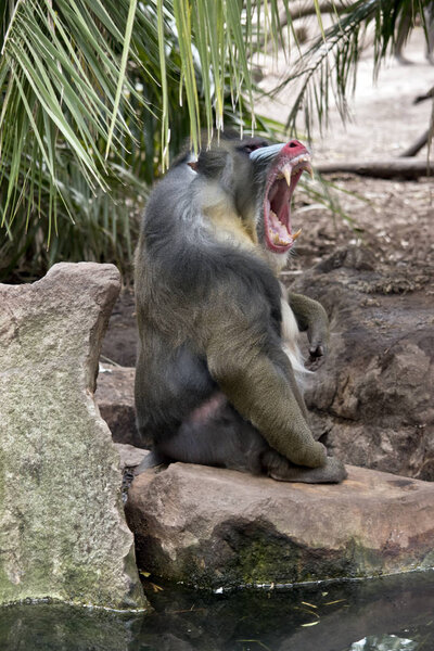 the old mandrill is sitting on the edge of the water yawning