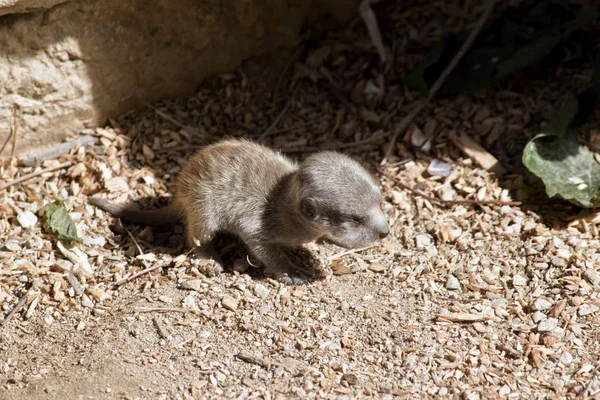 Meerkat 아기는만 — 스톡 사진