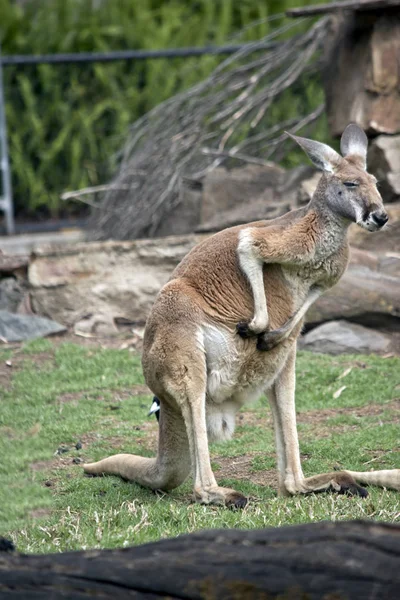 Red Kangaroo Having Scratch — Stock Photo, Image