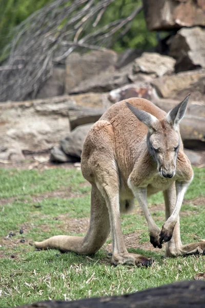 Mannelijke Rode Kangoeroe Staat Achter Een Logboek — Stockfoto