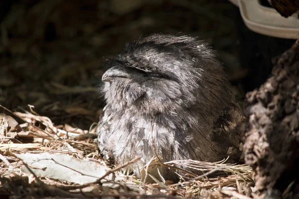 Detta Sidovy Australisk Grodmun — Stockfoto