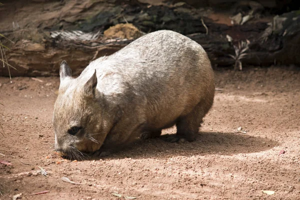 Wombat Nariz Peluda Está Buscando Comida — Foto de Stock