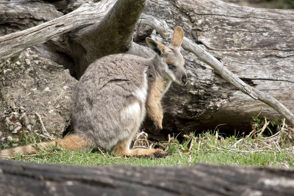 this is a side view of a yellow footed rock wallaby