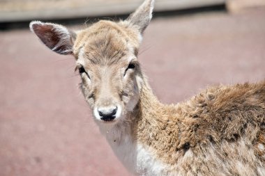 Genç geyik yakın bu