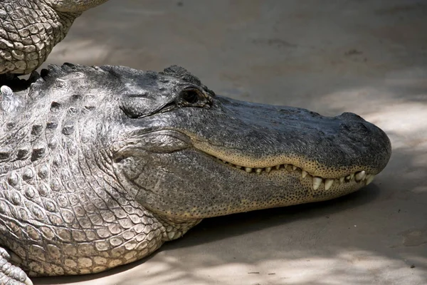 Jest Zbliżenie Aligatora — Zdjęcie stockowe
