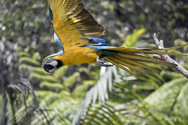 Arara Azul Dourada Está Voando Baixo Sobre Chão — Fotografia de Stock