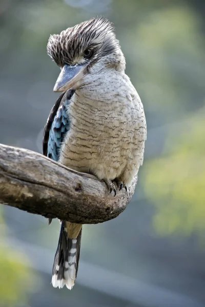 Blue Winged Kookaburra Sitting Old Gum Tree — Stock Photo, Image