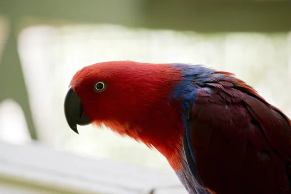 Detta Närbild Kvinnlig Eclectus Papegoja — Stockfoto