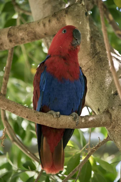 Самка Попугая Eclectus Сидит Дереве — стоковое фото