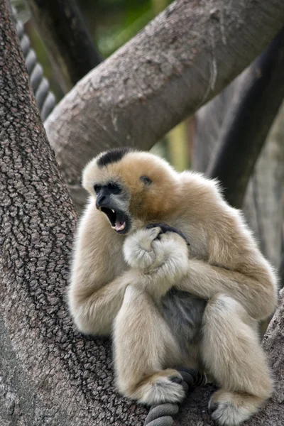 Beyaz Yanaklı Gibbon Bileğini Incitmiş Gibi Acı Çığlık Atıyor — Stok fotoğraf