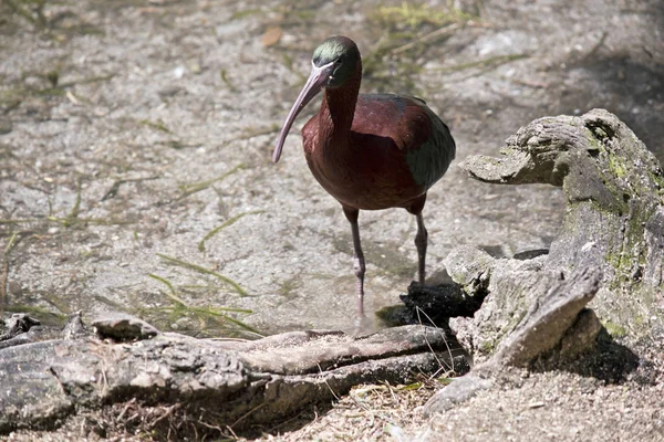 Der Glänzende Ibis Watet Auf Der Suche Nach Nahrung Wasser — Stockfoto