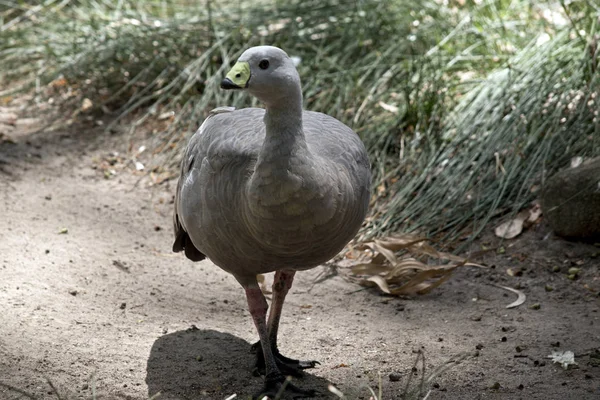 Cape Barren Goose Sta Camminando Sentiero — Foto Stock