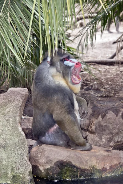 Viejo Mandril Está Sentado Borde Del Agua Bostezando — Foto de Stock