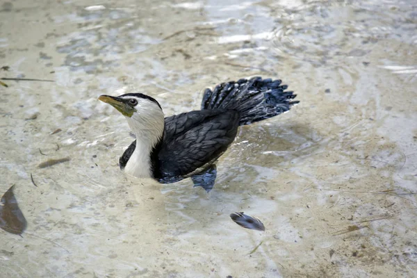 Der Kormoran Schwimmt Klarem Wasser — Stockfoto