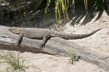 Rosenberg'in monitör kertenkele bir oturum açma yatıyor