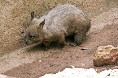 Bu bir vombat kenar görüntüsü.