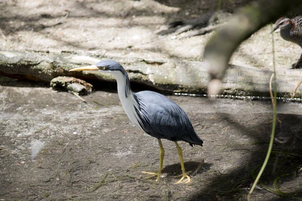 Bonte Reiger Waden Het Ondiepe Water Zoek Naar Voedsel — Stockfoto