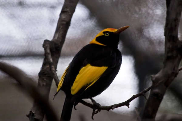 Mężczyzna Bowerbird Regent Wznosi Się Drzewo — Zdjęcie stockowe