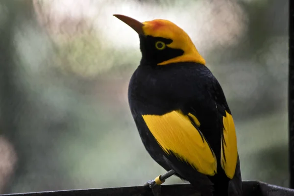 Yanoş Bowerbird Beslenme Bir Tepsi Üzerinde Dinleniyor — Stok fotoğraf