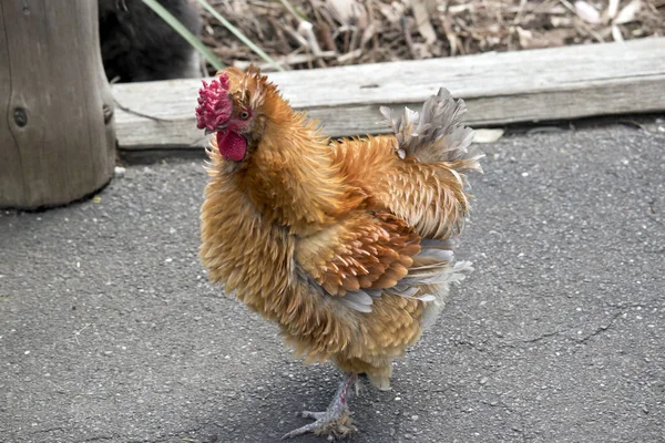 Dies Ist Eine Seitenansicht Eines Seidigen Bantams — Stockfoto