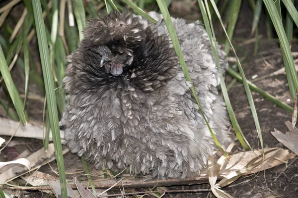 Este Primer Plano Bantam Sedoso —  Fotos de Stock