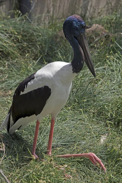 Cigogne Cou Noir Mâle Est Assise Sur Herbe — Photo