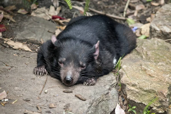 Diablo Tasmania Está Descansando Suelo — Foto de Stock