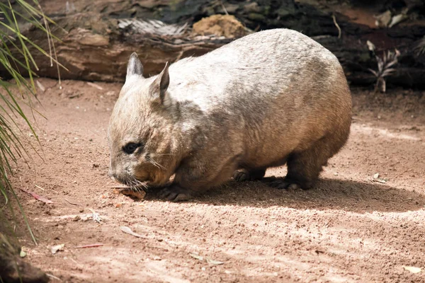 Wombat Nez Poilu Cherche Nourriture — Photo