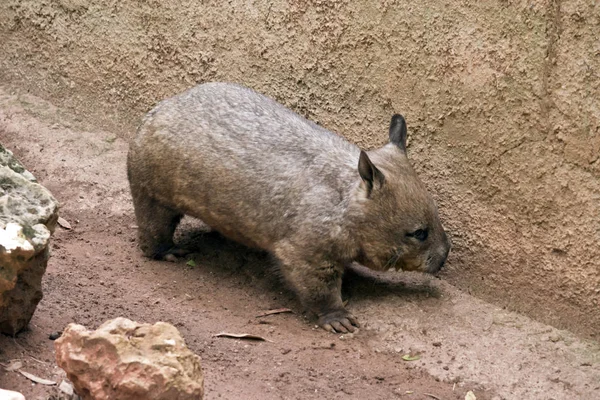 Tohle Postranní Pohled Wombat — Stock fotografie