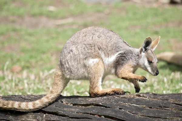 Dit Een Zijaanzicht Van Een Gele Footed Rock Wallaby — Stockfoto