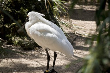 kara gagalı kaşıkçı bir kaşık şeklinde bir Gaga ile uzun boylu bir kuştur