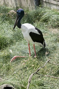 siyah boyunlu leylek çimlere dinleniyor