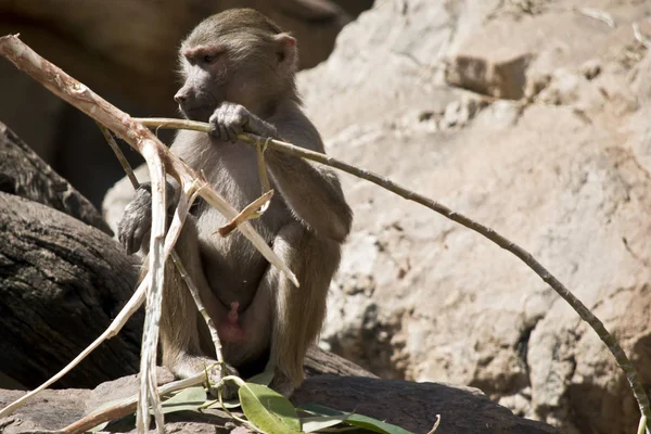 Joven Babuino Está Sentado Comiendo Bambú — Foto de Stock