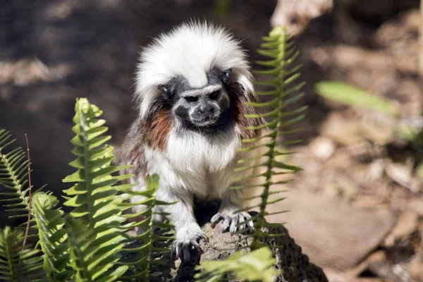 Βαμβάκι Κορυφή Tamarin Μαϊμού Κρύβεται Πίσω Από Ένα Φυτό — Φωτογραφία Αρχείου