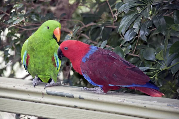 Two Eclectus Parrots Courting Male Green Female Red — Stock Photo, Image