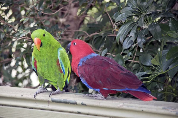 Two Eclectus Parrots Courting Male Green Female Red — Stock Photo, Image