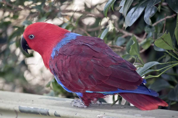 Bir Çit Oturan Bir Dişi Eclectus Papağanı Yan Görülmektedir — Stok fotoğraf