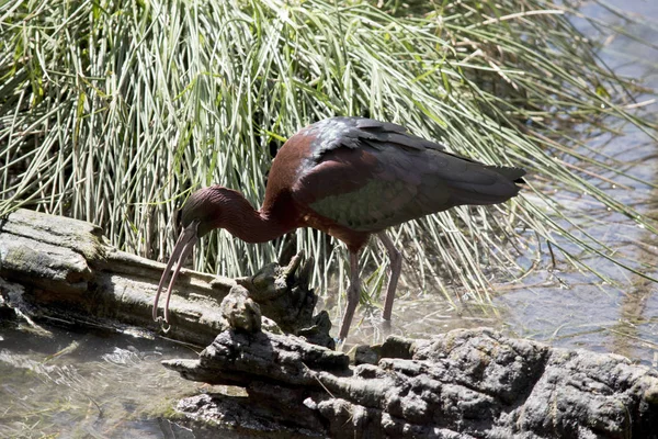 Glänsande Ibis Äter Från Dammen — Stockfoto