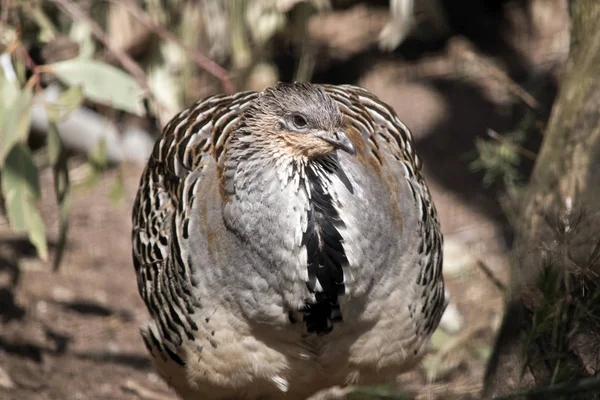 Este Primer Plano Pájaro Mallee —  Fotos de Stock