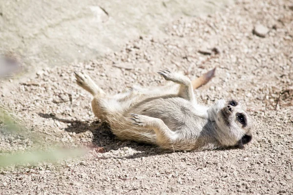 Young Meekat Laying Its Back — Stock Photo, Image