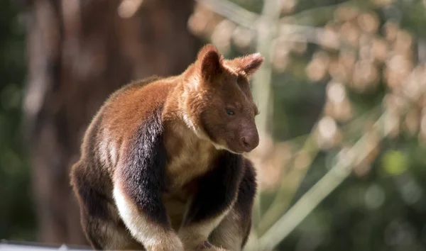 Tree Kangaroo Sunning Himself Platform — Stock Photo, Image