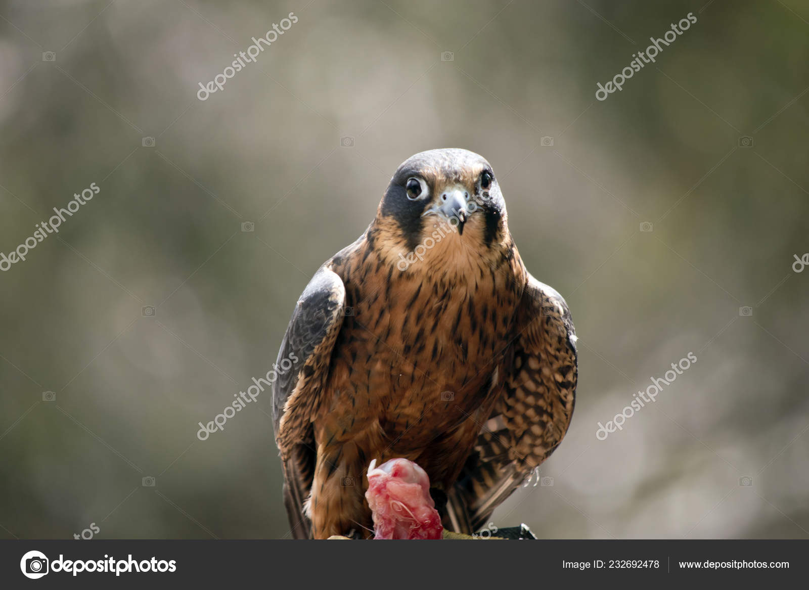 Australian Hobby Falcon Eating Chicken Stock Photo Image By C Ozflash Australian Hobby Falcon Eating Chicken Stock Photo Image By C Ozflash