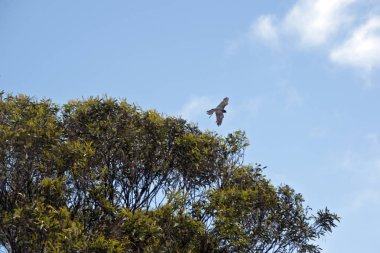 Avustralya hobi Falcon ağaçların uçan